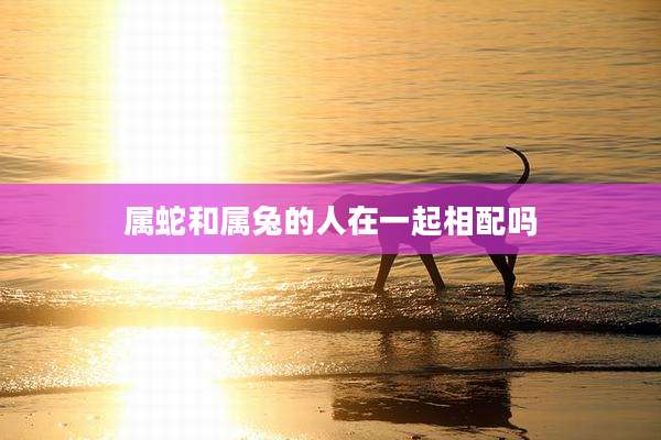 属蛇和属兔的人在一起相配吗