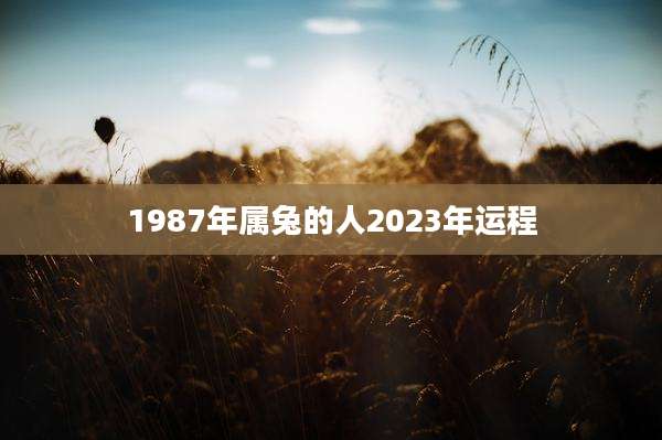 1987年属兔的人2023年运程