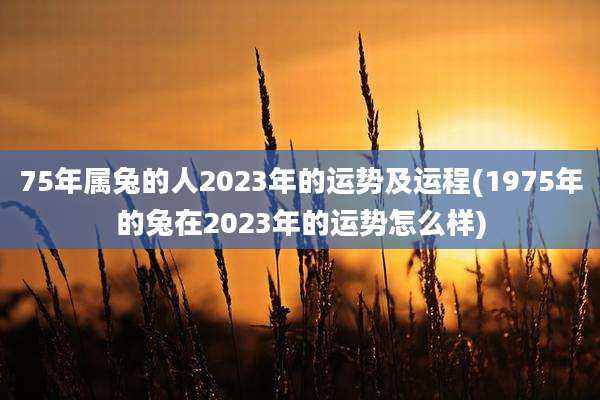 75年属兔的人2023年的运势及运程(1975年的兔在2023年的运势怎么样)