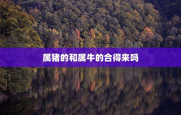 属猪的和属牛的合得来吗