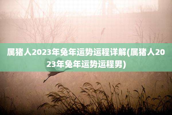 属猪人2023年兔年运势运程详解(属猪人2023年兔年运势运程男)
