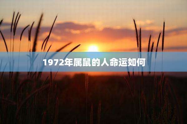 1972年属鼠的人命运如何