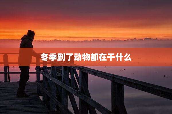 冬季到了动物都在干什么