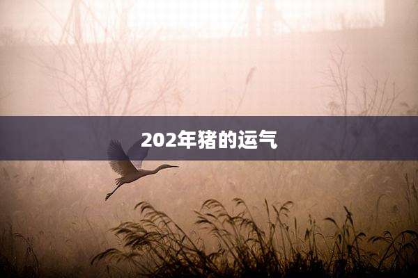 202年猪的运气