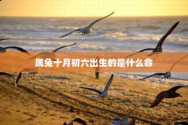属兔十月初六出生的是什么命