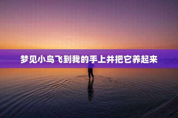 梦见小鸟飞到我的手上并把它养起来