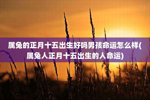 属兔的正月十五出生好吗男孩命运怎么样(属兔人正月十五出生的人命运)