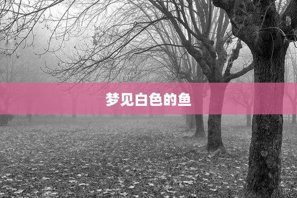 梦见白色的鱼