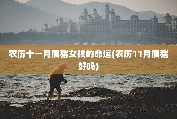 农历十一月属猪女孩的命运(农历11月属猪好吗)