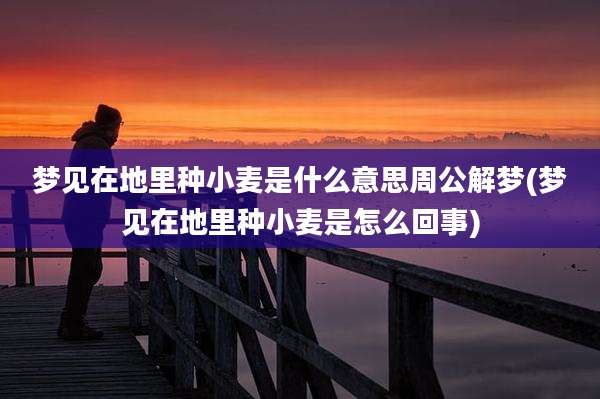 梦见在地里种小麦是什么意思周公解梦(梦见在地里种小麦是怎么回事)