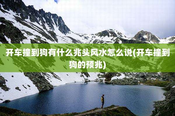 开车撞到狗有什么兆头风水怎么说(开车撞到狗的预兆)