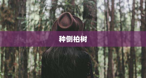 种侧柏树