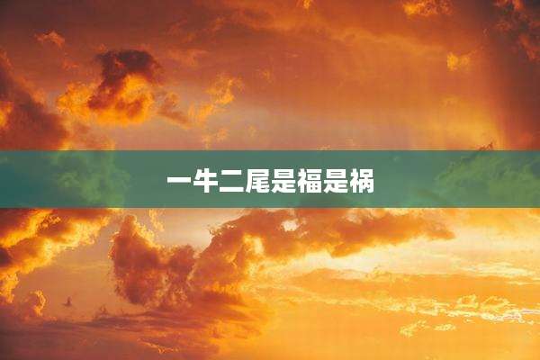 一牛二尾是福是祸