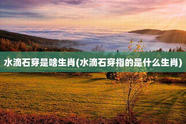 水滴石穿是啥生肖(水滴石穿指的是什么生肖)