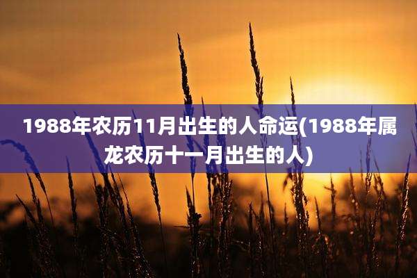 1988年农历11月出生的人命运(1988年属龙农历十一月出生的人)