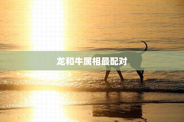 龙和牛属相最配对