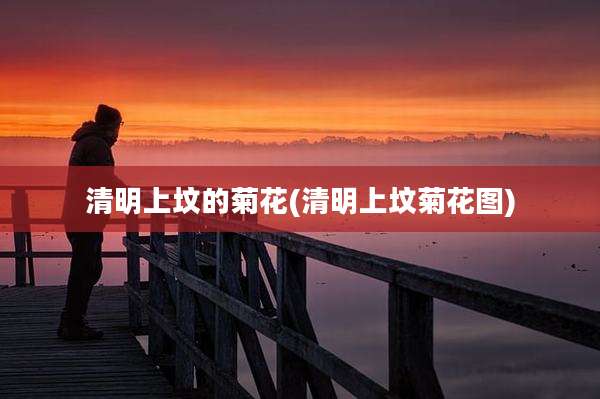 清明上坟的菊花(清明上坟菊花图)