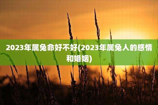 2023年属兔命好不好(2023年属兔人的感情和婚姻)