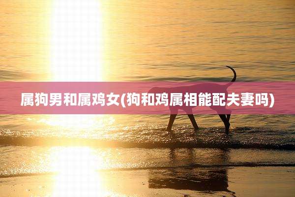 属狗男和属鸡女(狗和鸡属相能配夫妻吗)
