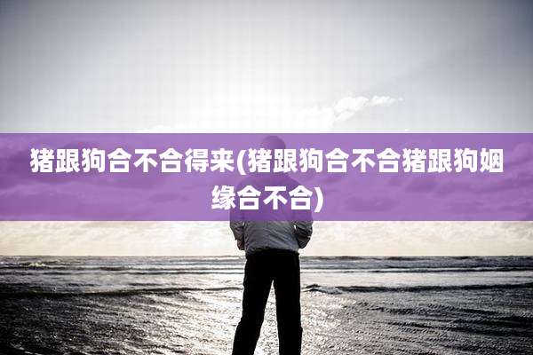 猪跟狗合不合得来(猪跟狗合不合猪跟狗姻缘合不合)
