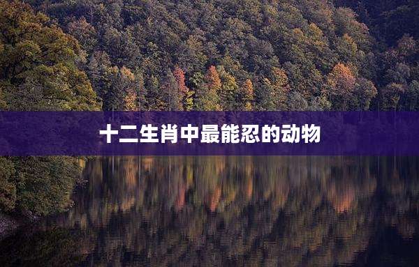 十二生肖中最能忍的动物