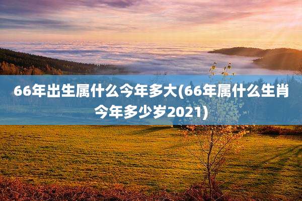 66年出生属什么今年多大(66年属什么生肖今年多少岁2021)
