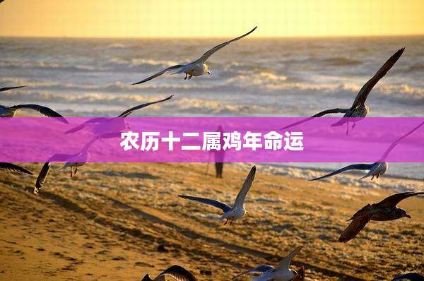 农历十二属鸡年命运