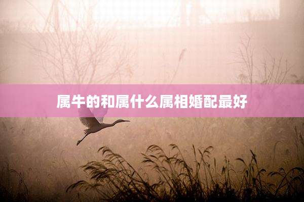 属牛的和属什么属相婚配最好
