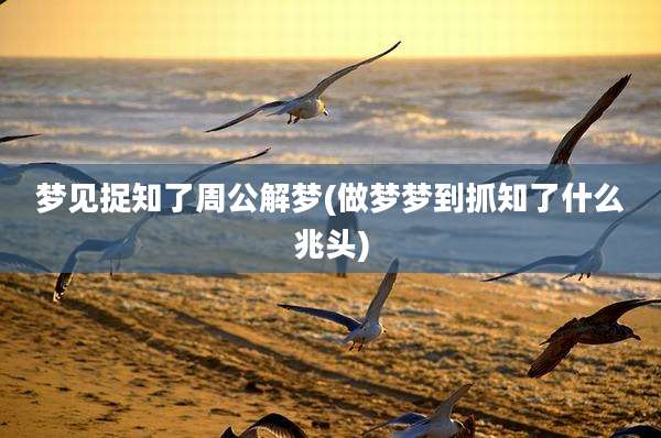 梦见捉知了周公解梦(做梦梦到抓知了什么兆头)