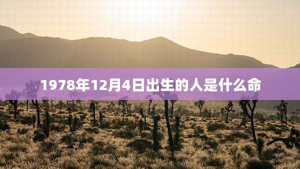 1978年12月4日出生的人是什么命