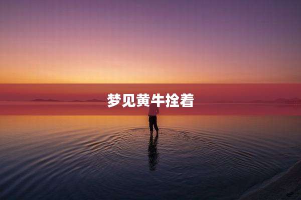 梦见黄牛拴着