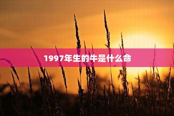 1997年生的牛是什么命