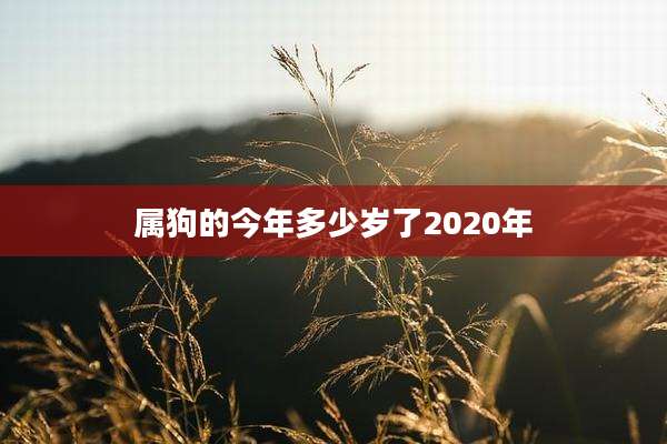 属狗的今年多少岁了2020年