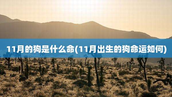 11月的狗是什么命(11月出生的狗命运如何)