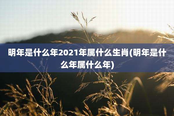 明年是什么年2021年属什么生肖(明年是什么年属什么年)