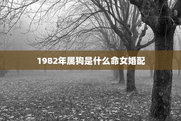 1982年属狗是什么命女婚配