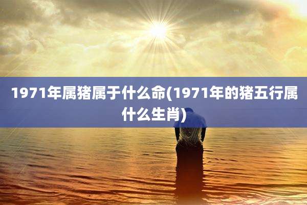 1971年属猪属于什么命(1971年的猪五行属什么生肖)