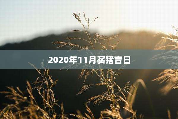 2020年11月买猪吉日