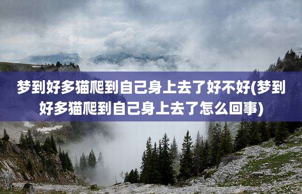 梦到好多猫爬到自己身上去了好不好(梦到好多猫爬到自己身上去了怎么回事)
