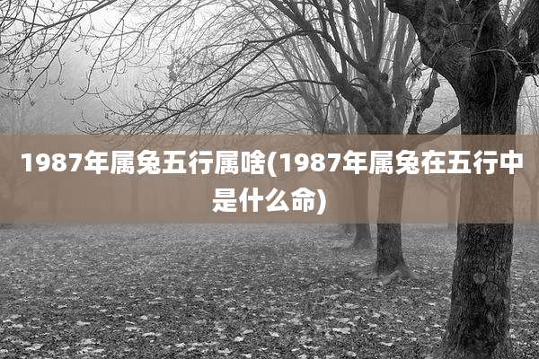 1987年属兔五行属啥(1987年属兔在五行中是什么命)