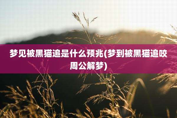 梦见被黑猫追是什么预兆(梦到被黑猫追咬周公解梦)