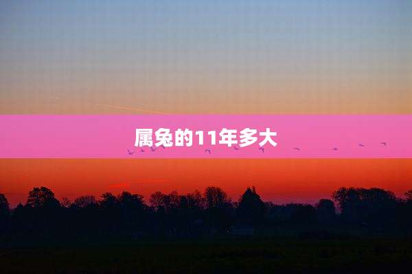属兔的11年多大