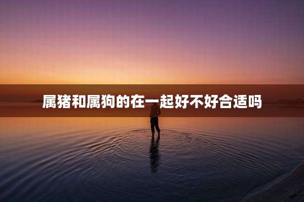 属猪和属狗的在一起好不好合适吗