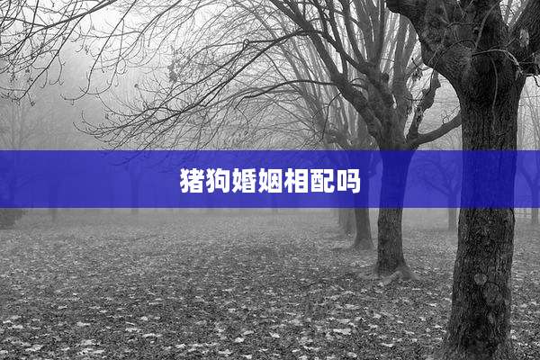 猪狗婚姻相配吗