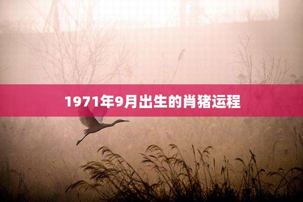 1971年9月出生的肖猪运程