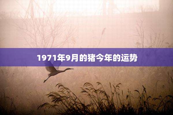 1971年9月的猪今年的运势