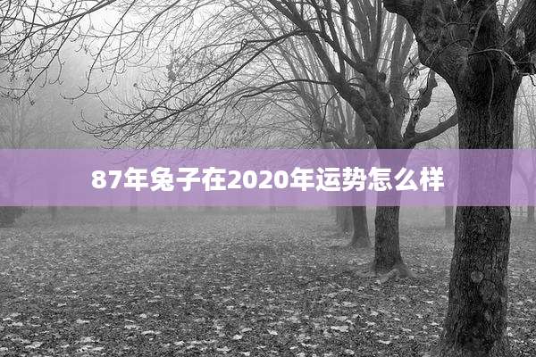 87年兔子在2020年运势怎么样