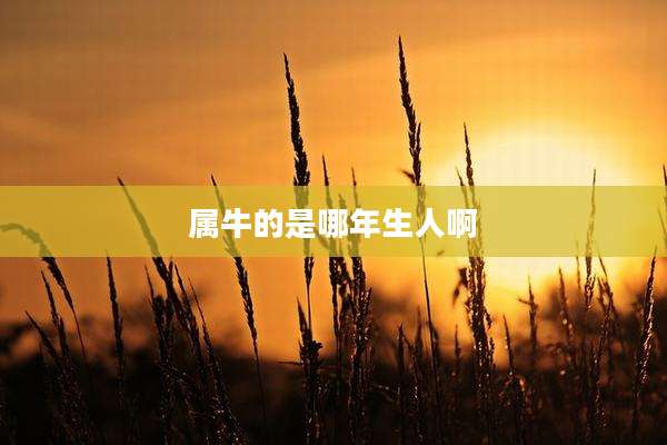 属牛的是哪年生人啊