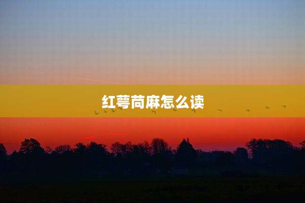 红萼苘麻怎么读