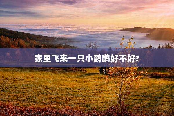 家里飞来一只小鹦鹉好不好?